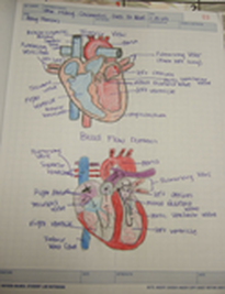 Heart box diagrams for the structure and blood flow of the heart