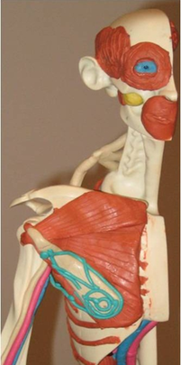 Sample Manikin with muscles, blood flow, and nerves